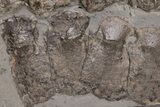 Fossil Ichthyosaur (Stenopterygius) Vertebrae & Ribs - Germany #206128-4